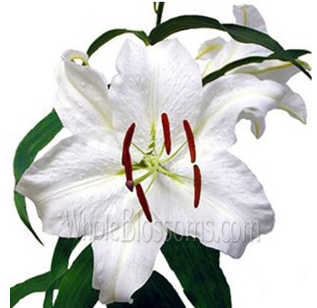 Casa Blanca Oriental Lily