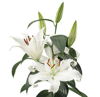 Stem of white Oriental Lilies with large open blooms and several green buds, ideal for weddings and sophisticated floral displays.