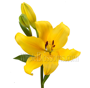 Single stem of a Yellow Asiatic Lily with one fully bloomed flower and two green buds, highlighting the vivid yellow petals and dark red stamens.