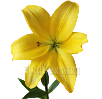 Single yellow LA Hybrid Lily with smooth, vivid petals on a white background, perfect for wedding and event arrangements.