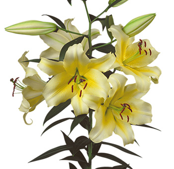 Beautiful yellow Oriental lilies in full bloom, with unopened buds and long green leaves, showcasing their delicate petals and prominent stamens.
