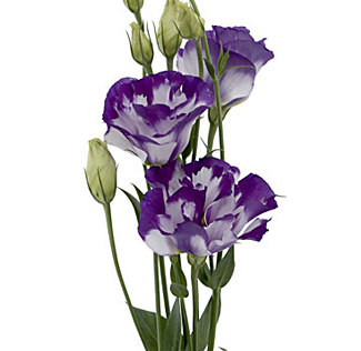 Bulk white and purple bicolor lisianthus flowers with ruffled petals for wedding bouquets and vibrant centerpieces.