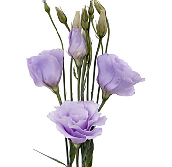 Lavender Lisianthus