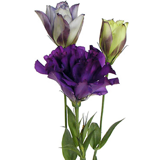 Wholesale purple lisianthus blooms for weddings, centerpieces, and romantic floral arrangements.
