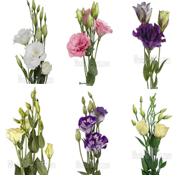 Lisianthus Wholesale
