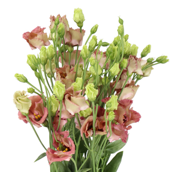 Lisianthus For Sale