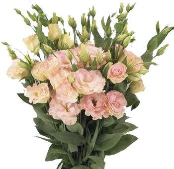 Bulk champagne lisianthus flowers with warm ivory tones ideal for neutral wedding bouquets and luxury centerpieces.