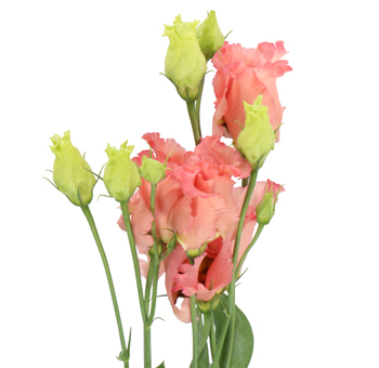 Lisianthus Wholesale