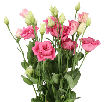 Lisianthus Wholesale Flowers
