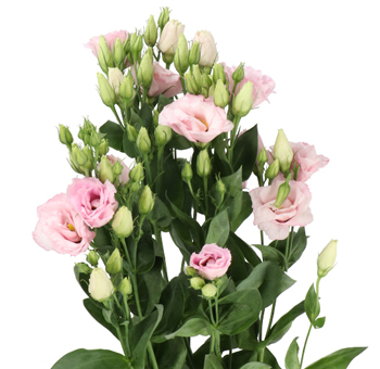 Lisianthus Flowers