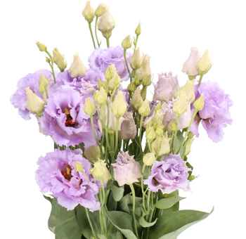 Purple Lisianthus
