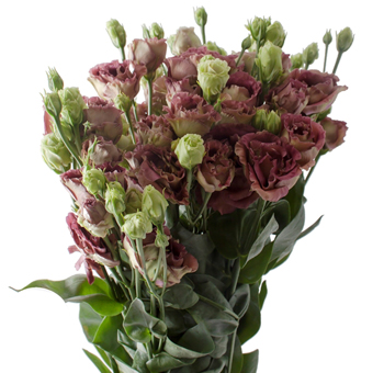 Brown Lisianthus