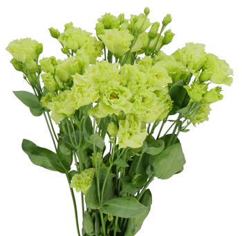 Green Lisianthus
