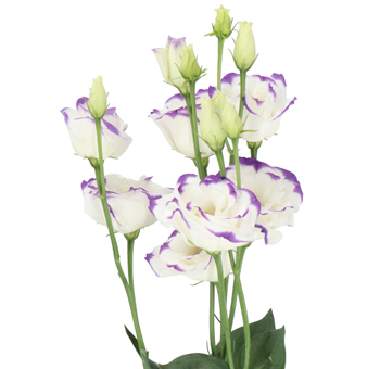 Lisianthus Flower