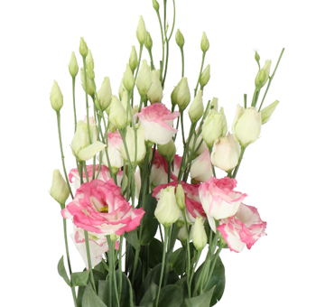 Lisianthus Wholesale