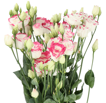 Lisianthus Flowers