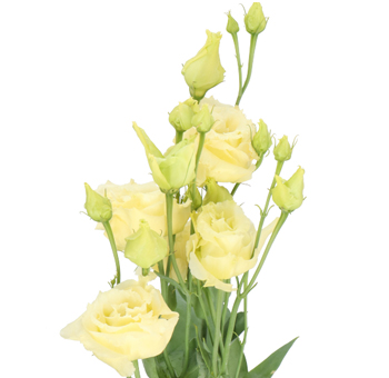 Yellow Lisianthus Flower
