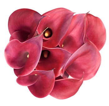 Red Calla Lily