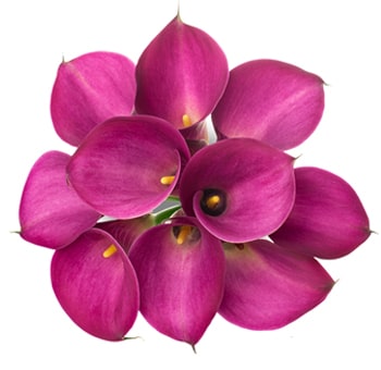 Beautiful arrangement of dark pink Calla Lilies, forming a circular cluster with deep magenta petals and bright yellow stamens.