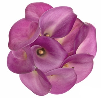 Overhead view of a cluster of Garnet Glow Calla Lilies with soft pink petals and smooth, elegant curves, arranged in a circular formation.