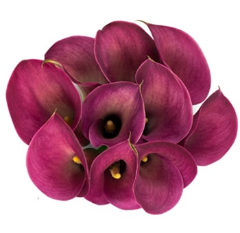 Long Calla Lily Dark Pink Flowers