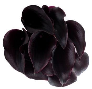 Cluster of deep purple Schwarzwalder Calla Lily blooms, highlighting the rich, velvety texture and dramatic color of the flowers.