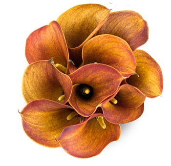 Bunch of mango Calla lilies, ideal for bold floral designs and wedding arrangements.