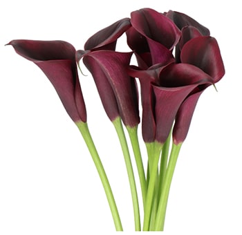 Bouquet of deep burgundy Calla Lily Odessa flowers with long green stems, elegantly curving into their smooth, dark blooms.