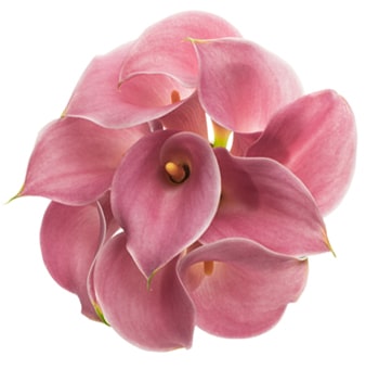 Pink Calla Lily
