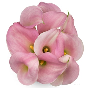 Cluster of pink mini Calla Lilies arranged together, highlighting their soft pink petals and vibrant yellow stamens