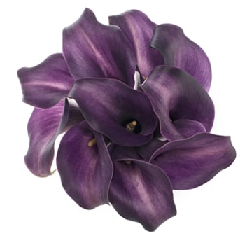 Cluster of vibrant mini purple Calla Lilies with deep, velvety petals arranged in a circular formation, highlighting their stunning dark hues and soft texture.