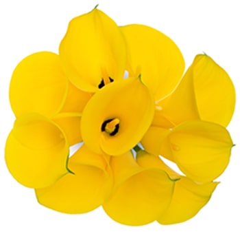 Calla Lily Bouquet Yellow Flowers