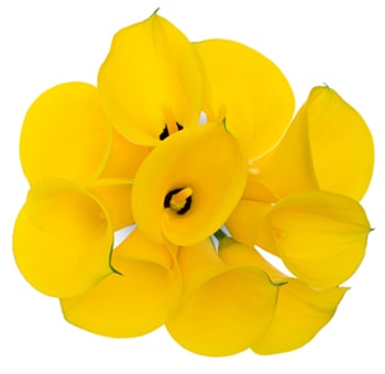 Bunch of yellow Calla lilies long stem, ideal for cheerful wedding bouquets and vibrant event centerpieces.
