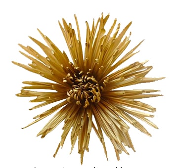 Gold Metallic Spider Mums