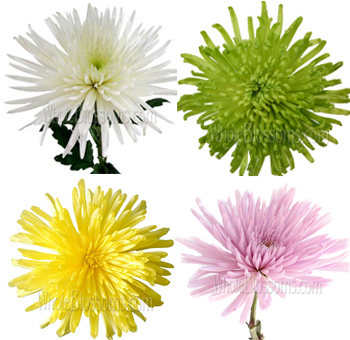 Assortment of Anastasia Spider Mums in white, green, yellow, and pink, each flower displaying unique colors with long, delicate petals and a central burst pattern.