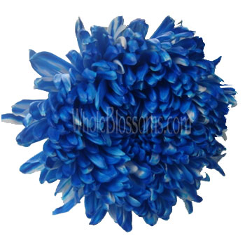 Blue-tinted football mums with cool elegance, perfect for weddings, gifts, and creative floral installations.