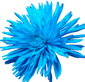 Blue Spider Mums