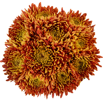 Lush bouquet of Bronze Football Mum Flowers, showcasing vibrant bronze and gold petals, ideal for fall-themed weddings and seasonal floral designs.