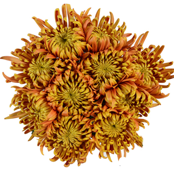 Stunning bouquet of Bronze Anastasia Spider Mums with rich bronze and yellow petals, ideal for fall-themed events, weddings, and floral centerpieces.