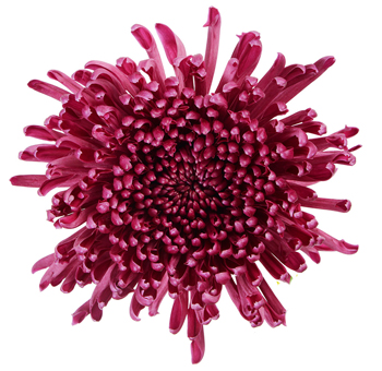 Football mums in dark pink with purple tone, ideal for weddings, bold events, and floral styling.