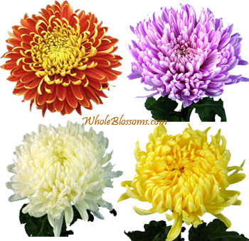 Assorted Football Mum Flowers in vibrant colors including red, purple, white, and yellow, ideal for colorful floral arrangements, weddings, and seasonal décor.