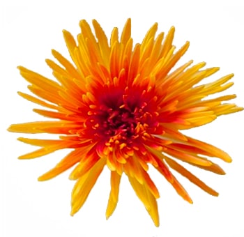 Bicolor Spider Mums Orange Yellow