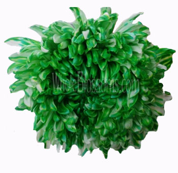 Green-tinted football mums with fresh tone, ideal for spring weddings, gifts, and nature-themed decor.
