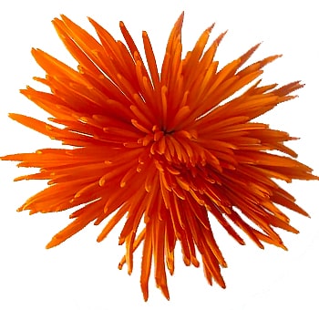 Halloween Anastasia Orange Mums