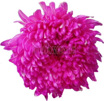 Hot pink-tinted football mums with bold flair, perfect for weddings, modern events, and floral gifts.