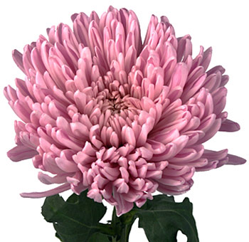 Large Pink Football Mum Flower in full bloom with lush petals and vibrant color, perfect for elegant floral arrangements, weddings, and event décor.