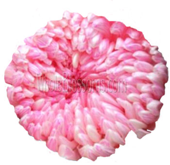 Tinted pink football mums with soft texture, ideal for weddings, colorful centerpieces, and premium floral styling.