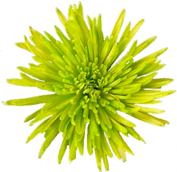 Lime green Anastasia spider mums airbrushed with vivid tone, perfect for weddings, gifts, and floral styling.