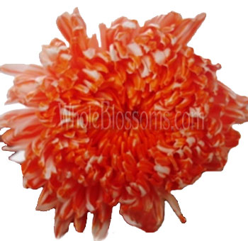 Orange-tinted football mums with bold petals, perfect for autumn weddings, gifts, and floral arrangements.