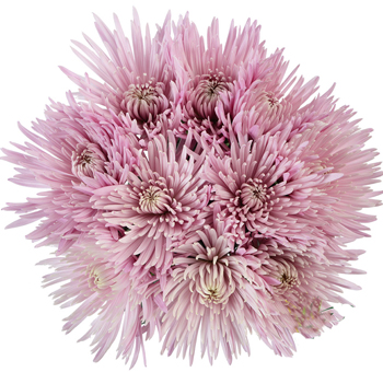Clustered bouquet of multiple Pink Natural Anastasia Spider Mums with soft pink petals, ideal for weddings, special events, and floral décor.